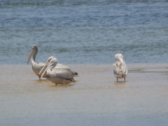 Pelecanus rufescens