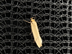 Philobota protecta