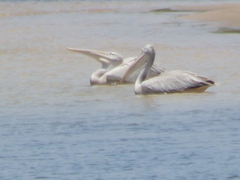Pelecanus rufescens
