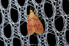 Miltochrista parallelina