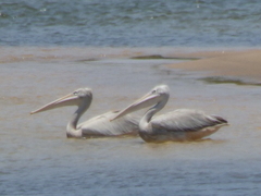 Pelecanus rufescens