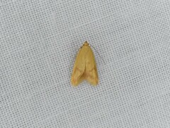 Aeolothapsa malacella