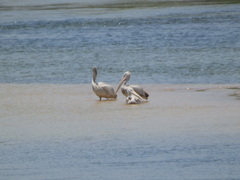 Pelecanus rufescens