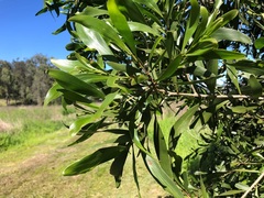 Acacia maidenii