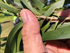 Acacia maidenii