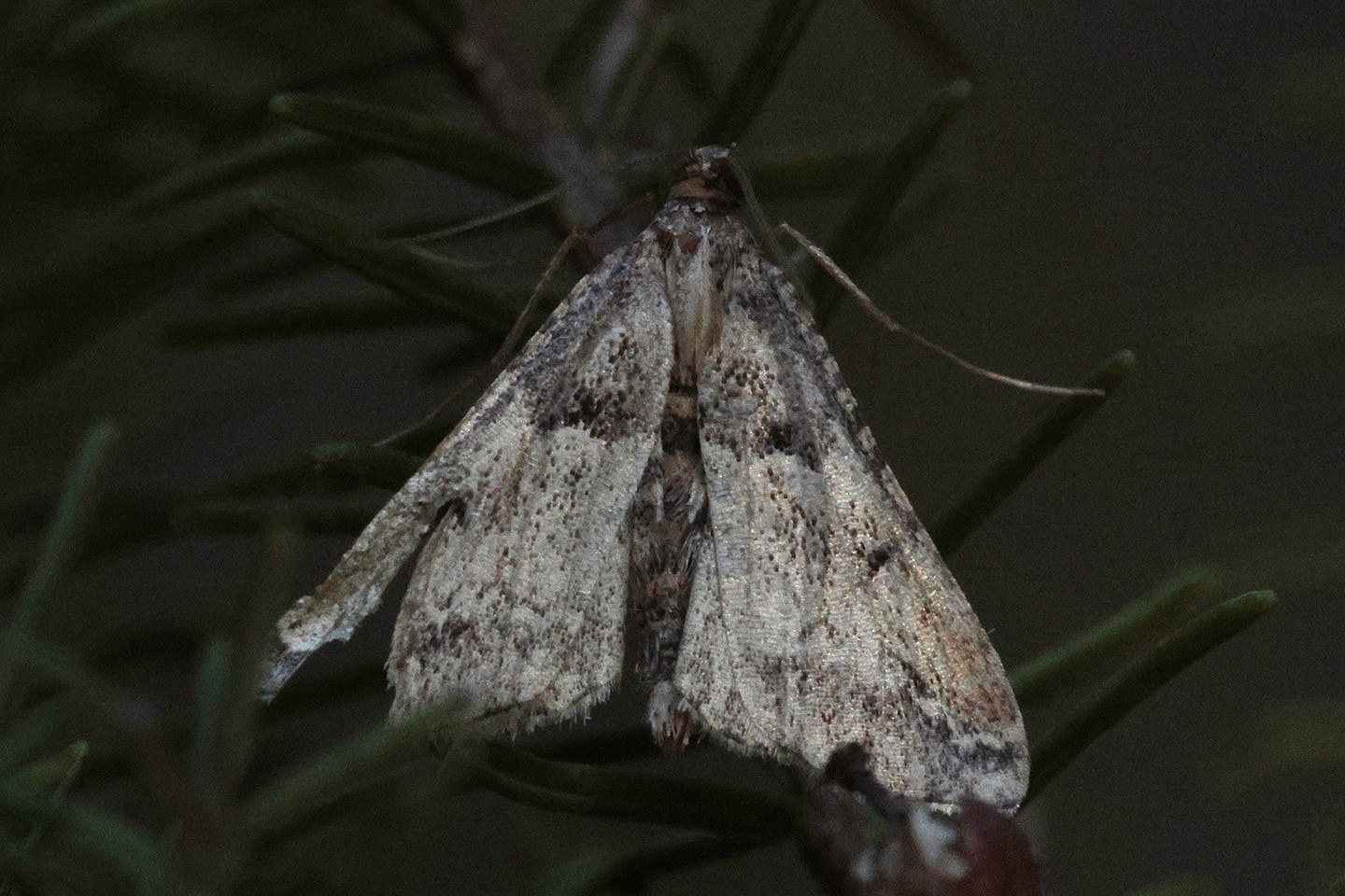 Endotricha rogenhoferi