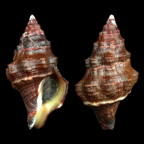 Leucozonia nassa (Gmelin, 1791)