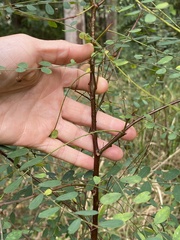 Phyllanthus