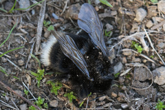 Bombus terrestris canariensis