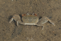 Macrophthalmus pacificus