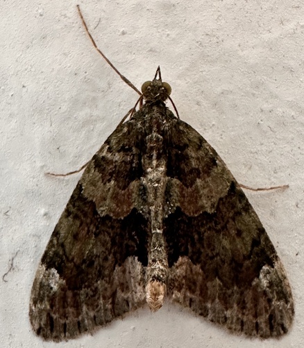 Red-green Carpet, Velp, Netherlands, photo 10 of 10