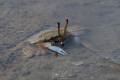 Macrophthalmus pacificus