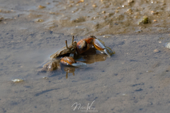 Macrophthalmus pacificus