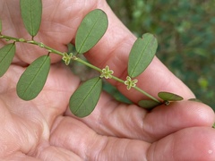Phyllanthus