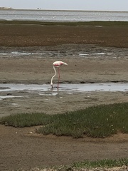 Phoenicopterus roseus