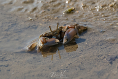 Macrophthalmus pacificus