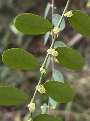 Phyllanthus