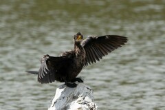 Microcarbo melanoleucos brevirostris