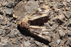 Paranataelia tenerifica