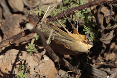 Ophiusa tirhaca