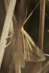 Aspitates collinaria