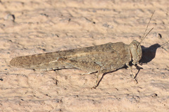 Sphingonotus rubescens