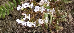 Disa sagittalis