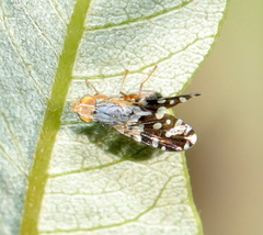 Tephritinae