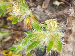 Xanthosia huegelii