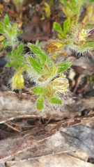 Xanthosia huegelii