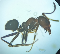 Iridomyrmex rufoniger