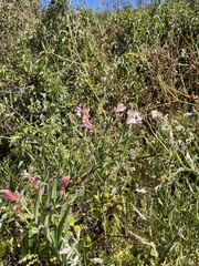 Alstroemeria pulchra