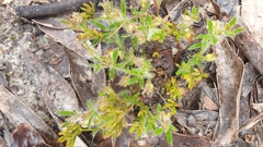 Xanthosia huegelii