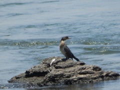 Microcarbo africanus