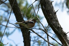 Fringilla coelebs gengleri