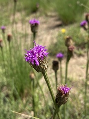 Pseudopegolettia tenella