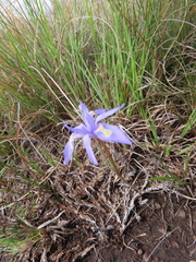 Moraea stricta