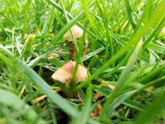 Mycena olivaceomarginata