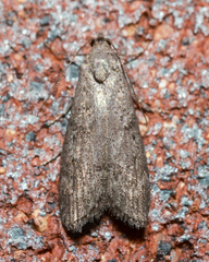 Heteromicta pachytera