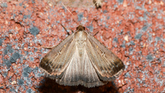 Tathorhynchus fallax