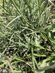 Pseudopegolettia tenella