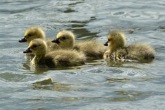 Branta canadensis maxima