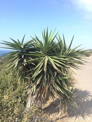 Yucca gigantea