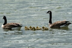 Branta canadensis maxima