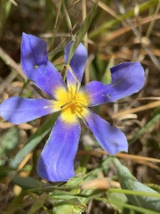 Calydorea xiphioides