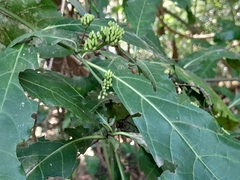 Tarenna pavettoides pavettoides