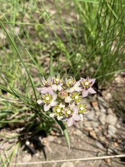 Asclepias flexuosa