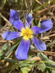 Calydorea xiphioides