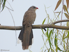 Taccocua leschenaultii