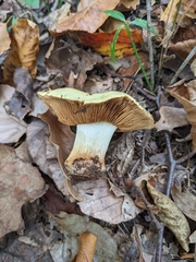 Calonarius